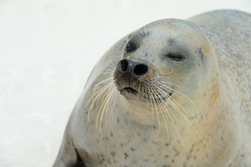 hải cẩu trung tâm Tokkari
